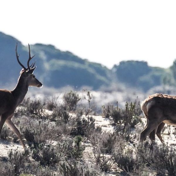 Trip to Doñana National Park from Seville