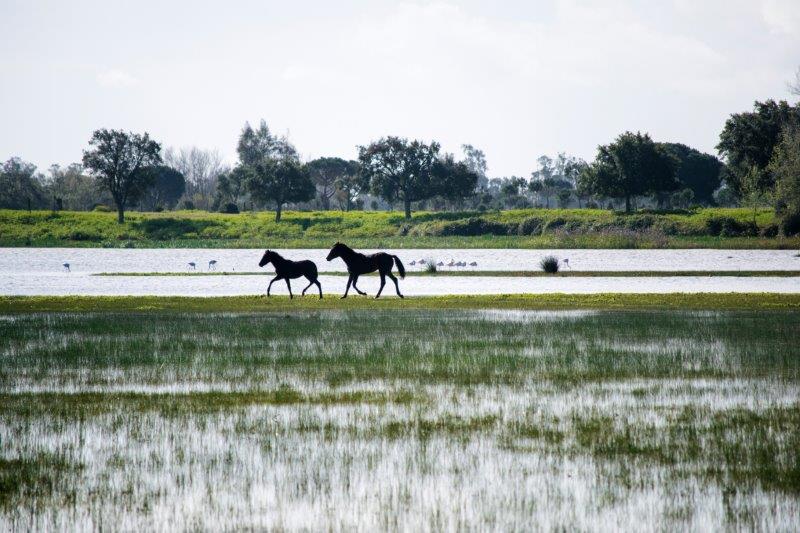 El Rocío village near Doñana National Park