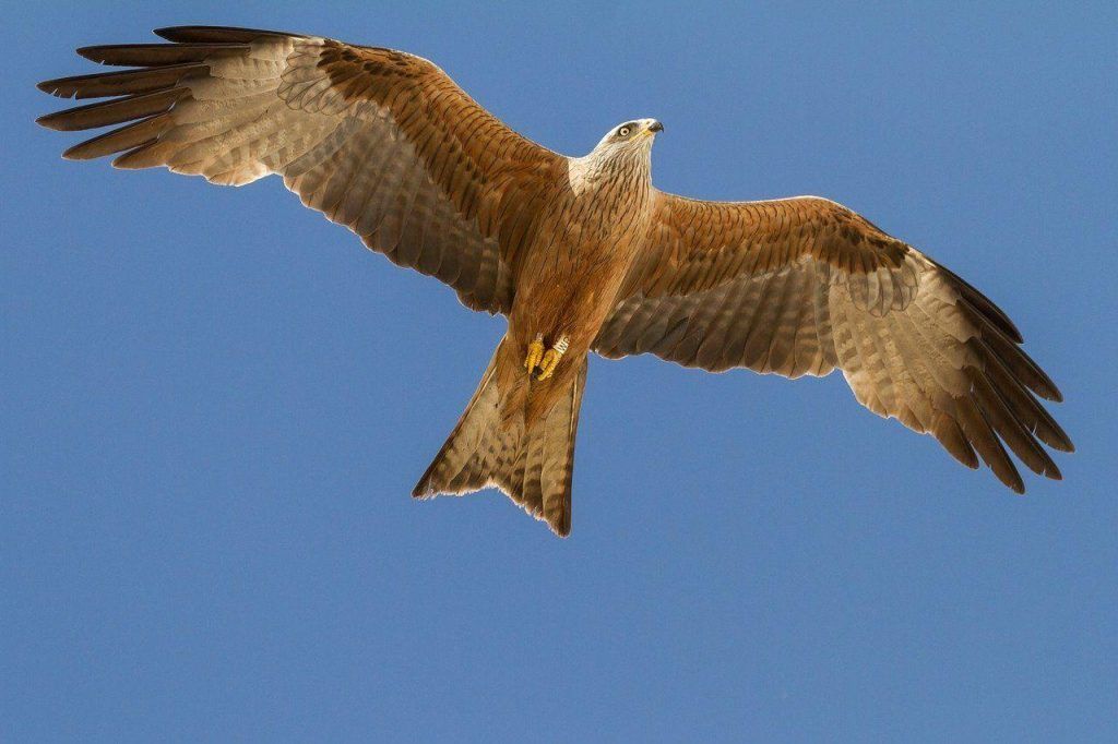 Wildlife and open landscape in Doñana National Park