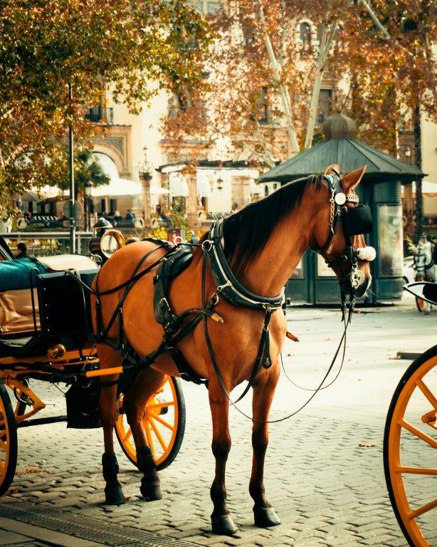 Horse-drawn carriage in Seville