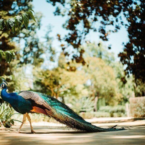 Guided family private tours for kids in Seville