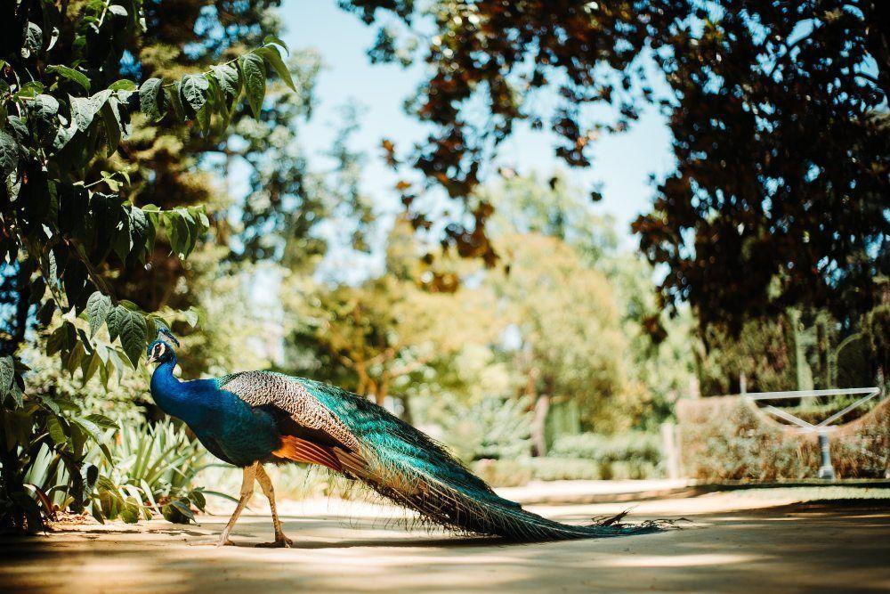 Guided family private tours for kids in Seville